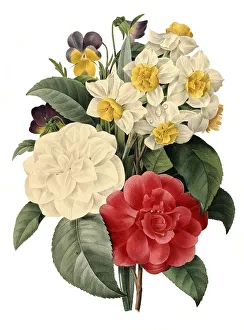 Bouquet of Camellias, Daffodils and Pansies