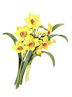 Bouquet daffodil, Narcissus tazetta