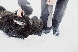 Framed Print : Bouvier de Flandres Shepherd plays and has fun in the snow with a man in a shelter for stray dogs