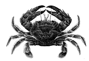 Bow crab, Thalamita natator, Syn