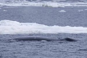 Bowhead whale (Balaena mysticetus)