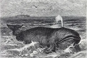 Bowhead Whale (Balena mysticetus)