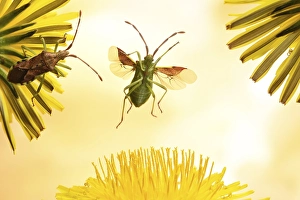 Box bug (Gonocerus acuteangulatus) in flight at a Dandelionflower (Taraxacum sect. Ruderalia), Germany, Europe