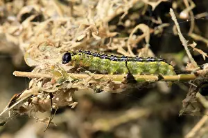 Box tree moth (Cydalima perspectalis)