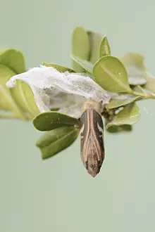 Box tree moth (Cydalima perspectalis)