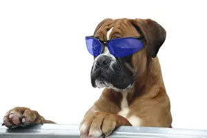 Boxer 297