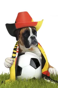 Boxer 303