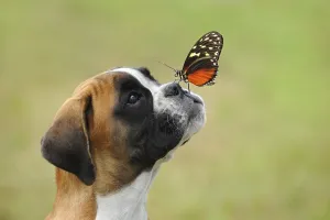 Boxer 308