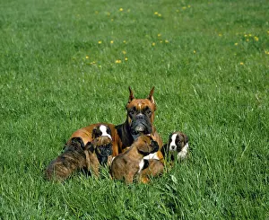 Boxer Dog, Mother and Puppies laying on Grass (Old Standard Breed with Cut Ears)