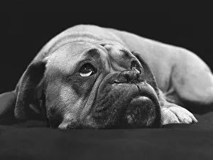 Boxer dreams, England, Great Britain