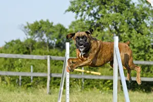 Boxer jumping over obstacle, agility