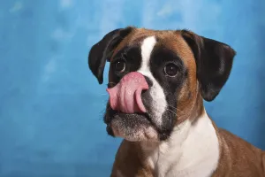 Boxer licking tongue over snout, portrait