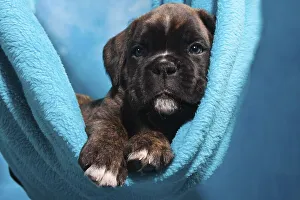Boxer puppy lying comfortably in a blanket