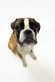 Boxer, seen from above