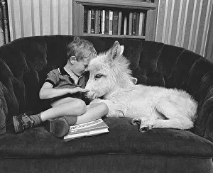 Boy with donkey on the sofa, England