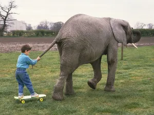 Boy is drawn by an elephant, England