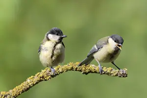 Boy Great tit (Parus major) Lower Saxony