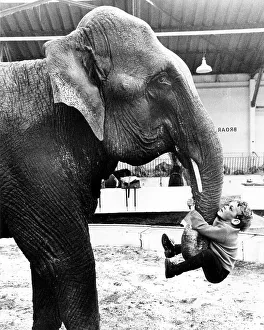 Boy hangs on elephant's trunk