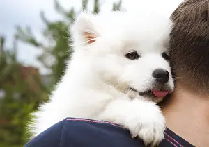 Boy holding funny Samoyed puppy in the summer garden