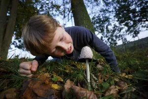 Boy looking at mushroom, shaggy ink cap (Coprinus comatus)