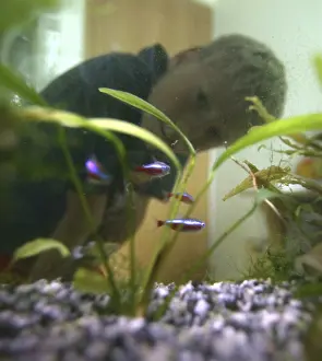 Framed Print : Boy has neon fish at home in his aquarium