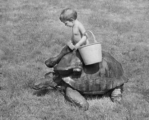 Boy rides on turtle, England, Great Britain