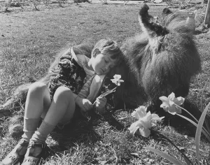 Boy sleeps on a donkey, England, Great Britain