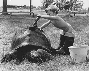 Boy washes turtle, England, Great Britain
