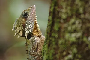 Boyd's Forest Dragon (Hypsilurus boydii)