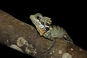 Boyd's Forest Dragon (Hypsilurus boydii)<br> Boyd's Forest Dragon (Hypsilurus boydii)