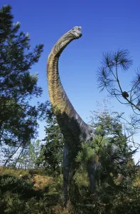 Brachiosaurus, giant sauropod herbivore dinosaur during the Jurassic Period