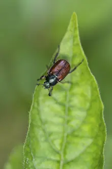 Bracken chafer (Phyllopertha horticola)