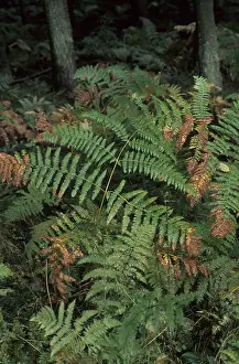 Bracken fern (Pteridium aquifolium)
