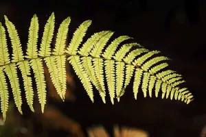 Bracken fern (Pteridium aquilinum)