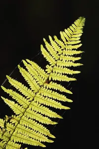Bracken fern (Pteridium aquilinum)