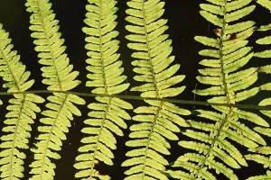 Bracken fern (Pteridium aquilinum)