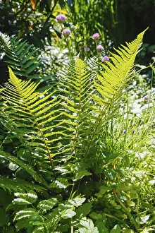 Bracken fern (Pteridium aquilinum)