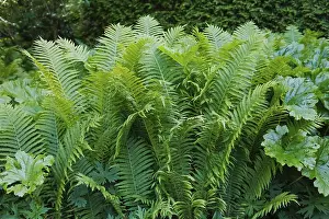 Bracken fern (Pteridium aquilinum)