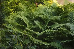 Bracken fern (Pteridium aquilinum)