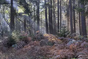 Bracken fern (Pteridium aquilinum) in a light-flooded spruce forest (Picea abies)