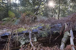 Bracken fern (Pteridium aquilinum) and tinder fungus (Fomes fomentarius)