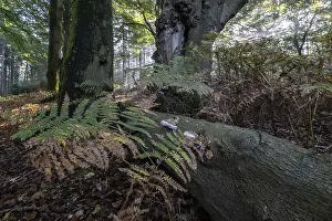 Bracken fern (Pteridium aquilinum) and tinder fungus (Fomes fomentarius)