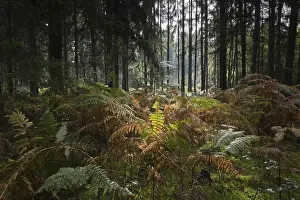 Bracken (Pteridium aquilinum) in spruce forest