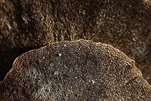 Bracket fungus or tree fungus, underside