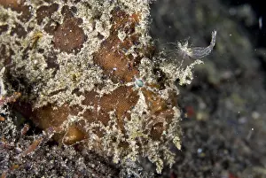 Brackish Frogfish, Brackish Frogfish