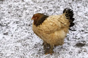 Brahma hen