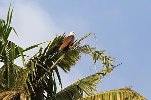 Brahminy kite (Haliastur indus) or Brahminy kite on a Palm tree