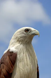 Brahminy Kite (Haliastur indus), Thailand