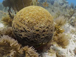Framed Print : Brain coral (Diploria labyrinthiformis)