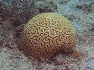 Category Coral Reefs DE Prints: Brain coral (Diploria labyrinthiformis)